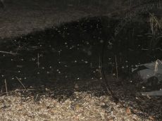 Лягушка-малоазиатская_нерестовый-водоём